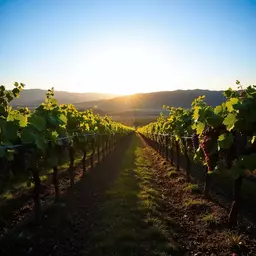 impact of terroir on Napa Valley wines